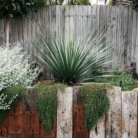 @exotic_nurseries shared a photo on Instagram: “Nolina Nelsonii being the hero that it is  Project by @fig_landscapes  Plants supplied by @exotic_nurseries  Proud partner @aildm_aus…” • Apr 25, 2020 at 10:26pm UTC Shade Grass, Custom Backyard, Australian Native Garden, Backyard Plants, Australian Garden, Modern Garden Design, Shade Perennials, Plant Supplies, Native Garden