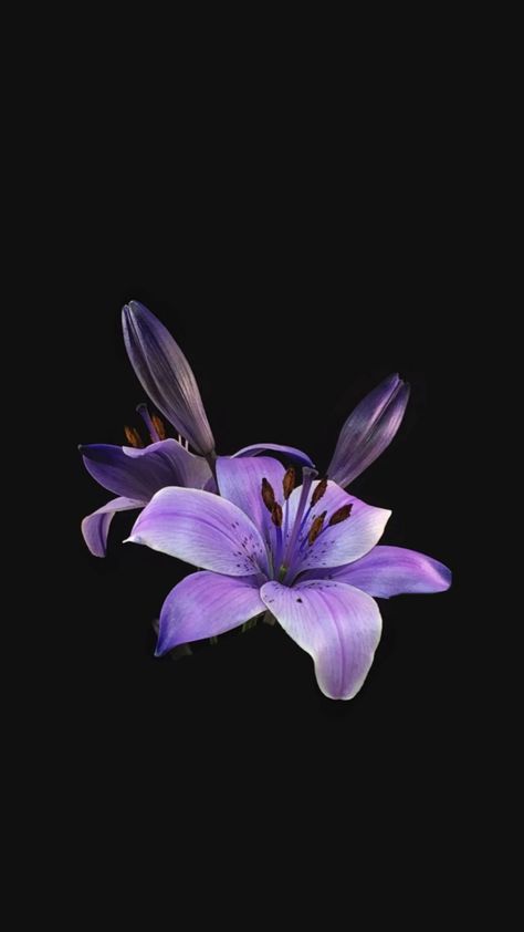 Wallpaper Backgrounds Aesthetic Vintage Dark Purple, Flower Lockscreen, Lavender Wall, Lily Wallpaper, Dark Purple Flowers, Dark Purple Wallpaper, Blue Flower Wallpaper, Purple Flowers Wallpaper, Cute Summer Wallpapers