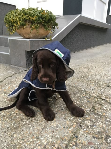 Chocolate Cocker Spaniel, Cocker Spaniel Puppies, Very Cute Dogs, Spaniel Puppies, Brown Dog, Fluffy Animals, Cute Animal Photos, Goldendoodle, Australian Shepherd