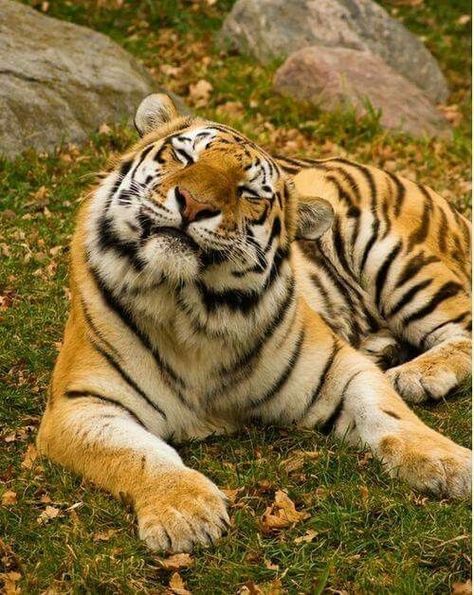 Tiger Funny Face, Wcue Tortie Morphs, Tiger Smiling, Tigre Aesthetic, Tiger Aesthetics, Tiger Smile, Tiger Aesthetic, Aesthetic Tiger, Regard Animal