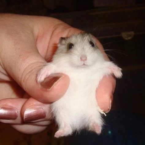 Hamster Pics, Funniest Animals, Hamster Care, Baby Hamster, Funny Rats, Funny Hamsters, Whatsapp Wallpaper Cute, Cute Rats, Cute Hamsters