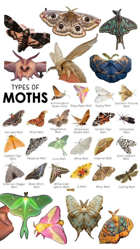 MOTHS!!!! XDD Types Of Moths Meaning, Different Types Of Moths, Moth Diagram, Rare Moths, Cool Moths, Moth Creature, Moth Anatomy, Fuzzy Moth, Fluffy Moth