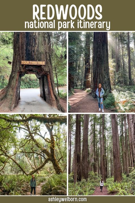 Plan the ultimate Redwood National Park itinerary with this guide to the best places to see redwoods, the best redwood hikes, where to stay near the redwoods and more | best way to see redwoods | best place to see the redwoods l best redwoods california | best place to see redwoods | redwoods travel guide | redwoods trip guide | redwoods itinerary | giant redwoods sequoia national park | redwoods national park hikes | redwoods national park itinerary | best redwood forest | best redwood hikes What To Wear To The Redwoods, Things To Do Redwood National Park, Redwoods National Park Itinerary, Redwood National Park Itinerary, One Day In Redwood National Park, San Francisco To Redwood National Park, Fools Paradise, Tree Lady, Red Wood Forest