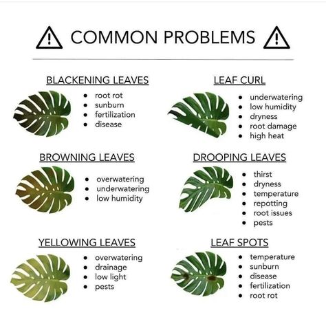 Monstera Plant Care, Plant Diary, Plant Care Houseplant, Plant Hacks, Plant Problems, Inside Plants, Indoor Plant Care, Growing Plants Indoors, Plant Decor Indoor