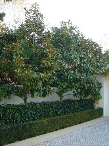 Magnolia Little Gem, Garden Hedges, Garden Inspo, Magnolia Trees, Formal Gardens, Gorgeous Gardens, Courtyard Garden, Outdoor Landscaping, Pool Landscaping