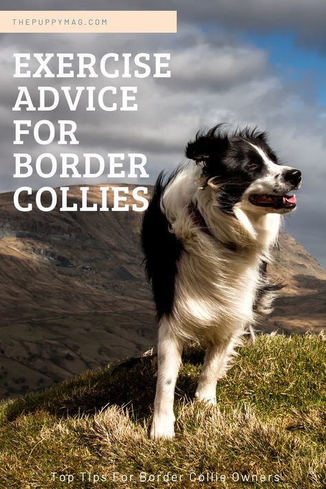 Border Collie Activities, Border Collie Puppy Training, Border Collie Enrichment, Border Collie Training, Working Border Collie, Border Collie Facts, Border Collie Agility, Beach Dogs, Dog Lifestyle