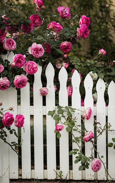 White Picket Fence Roses by Maite Pons  - Stocksy United Picket Fence Garden, Flower Fence, White Fence, Front Yard Design, White Picket Fence, Home Decor Living Room, Climbing Roses, Home Decorating Ideas, Rose Cottage