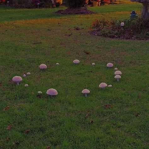 Fairy Ring Mushrooms, Fairy Ring Mushroom, Mushroom Circle, Fairies Aesthetic, Faerie Core, Faerie Aesthetic, Fae Aesthetic, Fairy Circle, Fairy Ring