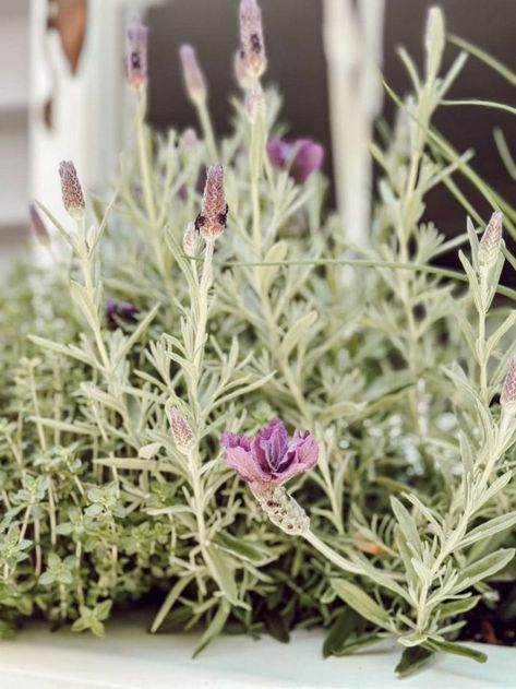 Selecting the Right Herbs for a Window Box Herb Garden - Eleanor Rose Home Herb Window Boxes, Plant Labels Diy, Box Herb Garden, Kitchen Window Box, Window Box Herb Garden, Dry Fresh Herbs, Cedar Window Boxes, Diy Citronella, Drying Fresh Herbs