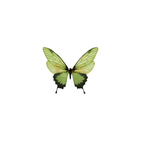 Butterfly Collection, App Icon, Yellow, Green, On Instagram, Instagram