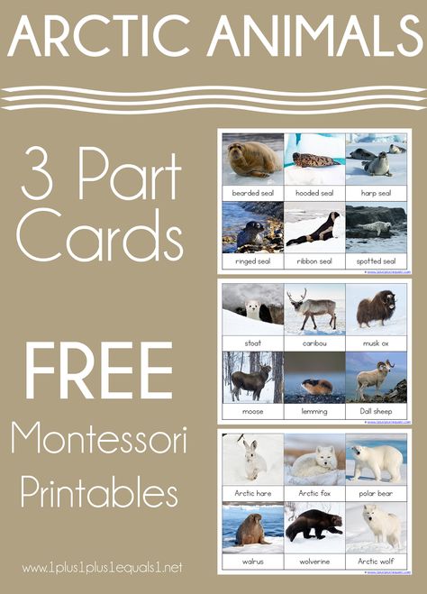 Winter Animals Preschool Activities, Arctic Animals Printables, Winter Lesson Plans, Arctic Animals Preschool Activities, Polar Animals Preschool, Winter Animals Preschool, Arctic Animals Preschool, Arctic Habitat, Animal Matching Game