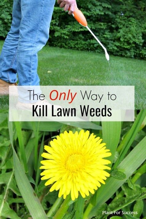 Get Rid Of Weeds In Lawn, How To Kill Weeds In Grass, How To Get Rid Of Dandelions In Yard, How To Get Rid Of Weeds In Lawn, Killing Weeds In Lawn, Kill Weeds Not Grass, Get Rid Of Dandelions, Lawn Renovation, Grass Landscaping