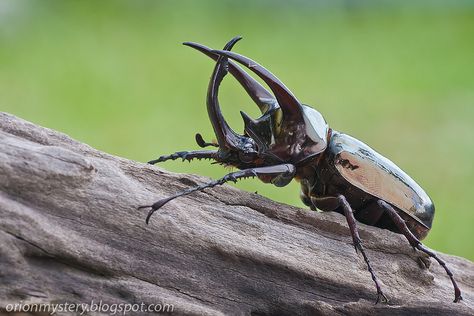 Atlas Beetle, Weird Insects, Rhino Beetle, Bug Collection, Beetle Insect, Insect Collection, Cool Bugs, Stag Beetle, Arthropods