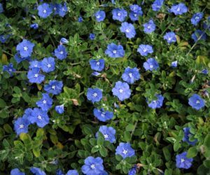 Southern Garden, Full Sun Plants, Green Farm, Texas Gardening, Long Flowers, Coastal Gardens, Sun Plants, Starter Plants, Flower Blue