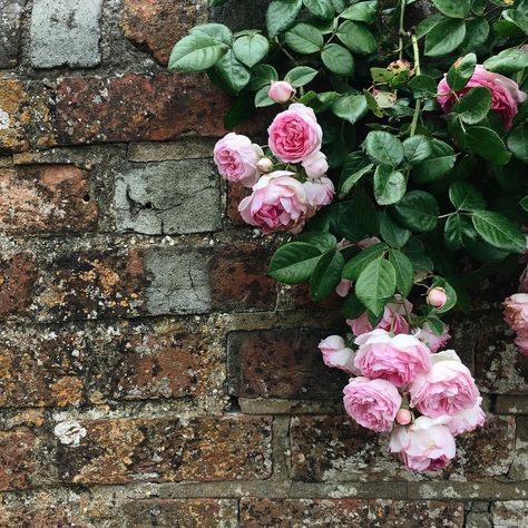 Trailing Flowers, Austin Rose, Journal 2024, Garden Of Earthly Delights, Ethereal Wedding, Garden Aesthetic, English Cottage Garden, English Country Gardens, Wild Plants