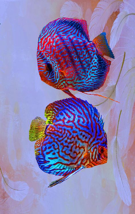 Discus fish - one day, i will have a tank with discus fish in it. and theyre gonna look awesome and im gonna make sure they are happy and stay alive! lol Ikan Air Tawar, Pretty Fish, Fauna Marina, Discus Fish, Salt Water Fish, Freshwater Aquarium Fish, Cool Fish, Beautiful Sea Creatures, Water Animals