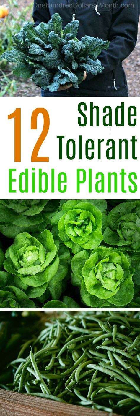 10 Shade Tolerant Edible Plants - One Hundred Dollars a Month Indoor Vegetables, Trendy Plants, Edible Landscaping, Food Forest, Hydroponic Gardening, Edible Plants, Shade Plants, Easy Garden, Veggie Garden