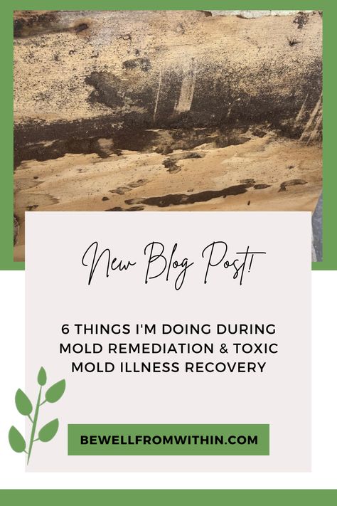 In my latest blog post, I share a bit about my recent mold remediation after several types of toxic mold were found in my home and body. Read the blog post to learn more about the remediation process and some of the things I'm doing to recover from toxic mold illness: https://www.bewellfromwithin.com/blog/mold-remediation-mold-illness-wellness-wednesday . . . #moldillness #moldrecovery #moldremediation #moldtesting #ontheblog #cirs #mcas #lyme #health #chronicillness #biotoxinillness #ontheblog Health Writing, Mold Allergy, Mold Illness, Lifestyle Medicine, Detoxifying Food, Mast Cell Activation Syndrome, Toxic Mold, Magnesium Glycinate, Health Topics