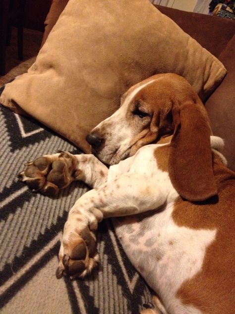 Hound Dog Aesthetic, Basset Hound Aesthetic, Fat Dogs, Basset Hound Puppy, Dane Puppies, Hound Puppies, Basset Hound Dog, Bassett Hound, Pretty Animals