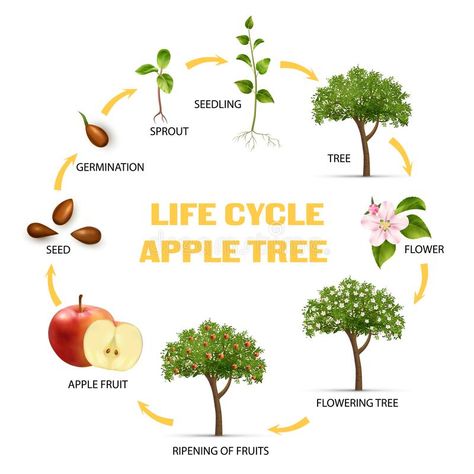 Apple Life Cycle Infographic Set. Apple tree life cycle infographic set realistic vector illustration stock illustration Tree Cycle Preschool, Life Cycle Of A Apple, Life Cycle Of Tree Preschool, Tree Life Cycle Preschool, Tree Metaphor, Life Cycle Infographic, Life Cycle Of A Tree, Abstract Infographic, Cycle Infographic