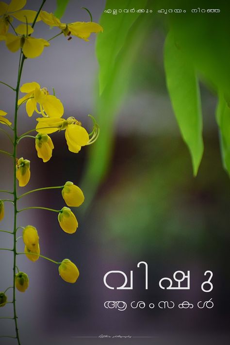 Vishu Background Images, വിഷു ആശംസകൾ Quotes, Vishu Quotes In Malayalam, Happy Vishu Images Malayalam, Vishu Images Hd, Vishukani Images, Vishu Kani Photography, Vishu Background, Vishu Wishes Images