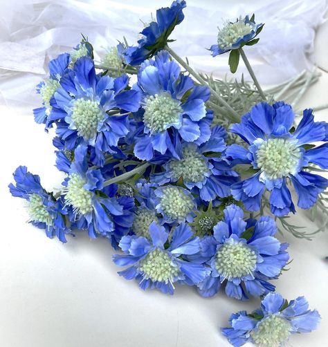 Scabiosa Stem Blue Scabious Spray Faux Silk Cottage Flowers Blue Scabiosas Wild Flowers Artificial Wedding Flowers Arrangement Flower Stems - Etsy UK Blue Scabiosa, Scabiosa Flower, Cottage Flowers, Artificial Wedding Flowers, Arrangement Flower, Colour Splash, Three Flowers, Artificial Flowers Wedding, Flower Stems