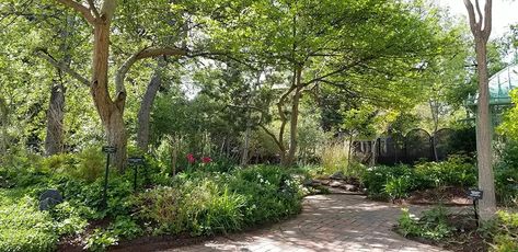 Shade Gardening in Colorado | Denver Botanic Gardens Colorado Shade Garden, Colorado Native Landscaping, Landscaping With Ferns, Denver Landscaping, Gardening In Colorado, Forest Landscaping, Colorado Garden, Understory Plants, Shade Gardening