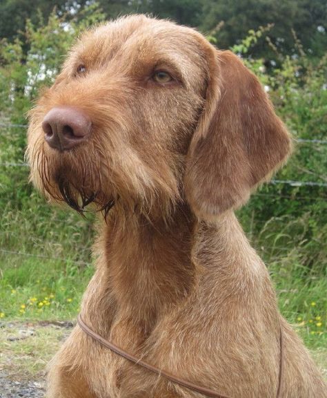 Wirehaired Vizsla, Pretty Dogs, White Dogs, Future Life, Beautiful Dogs, Cats And Kittens, Sculpture Art, Dog Breeds, Dogs And Puppies