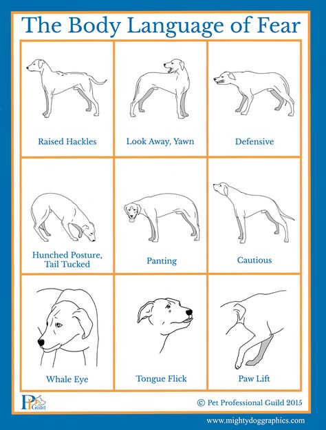 Want to know when your dog is scared? Learn to read #DOG.  Check out this brief #PPG graphic depicting some of the signs of fear in canine body language. Dog Training Books, Dog Body Language, Fun Facts About Animals, Dog Parks, Reactive Dog, Dog Health Tips, Dog Things, Dog Language, Dog Training Techniques