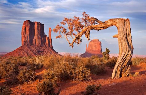 Car Background, Monument Valley Arizona, Desert Trees, Snow Canyon State Park, Desert Environment, National Park Photos, Capitol Reef National Park, Landscape Art Painting, In The Desert