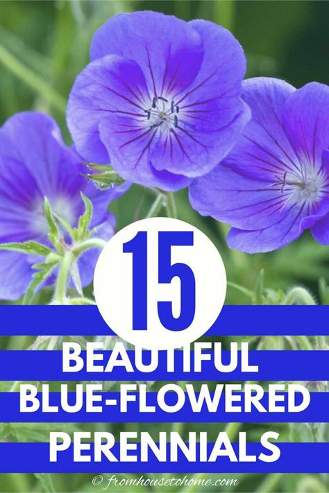 Want to add some blue flowers to your garden but don't want to do too much work? These easy care shrubs and perennials with beautiful blue flowers are just what you need. They all will look pretty in your garden and are all low maintenance plants. Blue Flowering Plants, Easy To Grow Plants, Blue Flowers Garden, Beautiful Blue Flowers, Flowering Perennials, Virginia Bluebells, House To Home, Hydrangea Not Blooming, Perennial Shrubs