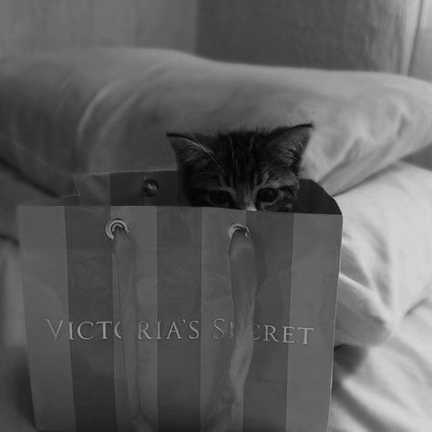 Pink Aesthetic Coquette, Cat Purring, Victoria's Secret Aesthetic, Victoria Secret Bag, Victoria Secret Wallpaper, Aesthetic Objects, Cat Purr, Aesthetic Coquette, Rich Kids