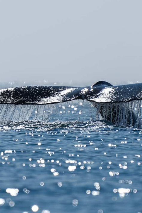 Join us as we witness a huge whale breaching and then landing directly onto a fishing boat! See what happens next… Whale Breaching, Whale Song, Small Fishing Boats, Ocean Activities, Majestic Creatures, Australia Animals, Animal Guides, Cabo San Lucas Mexico, List Of Animals