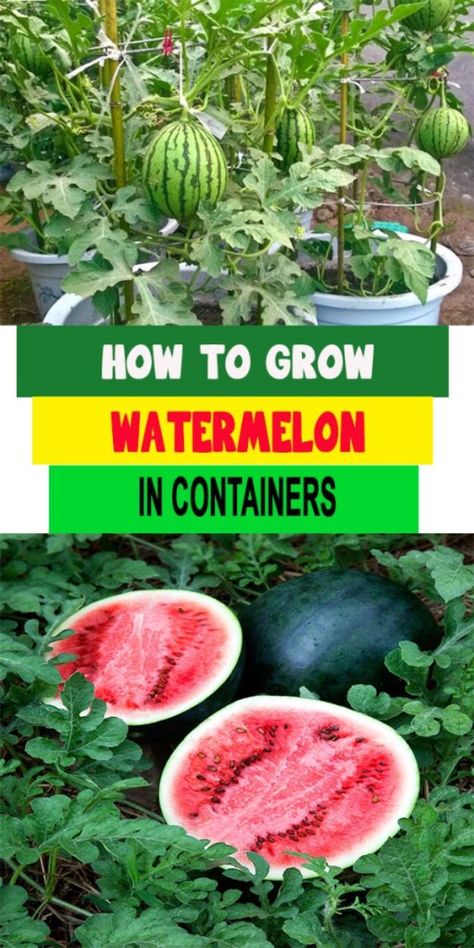 Grow Watermelon, How To Grow Watermelon, Diy Container Gardening, Container Vegetables, Patio Plants, Have Inspiration, Container Gardening Vegetables, Home Vegetable Garden, Hydroponic Gardening