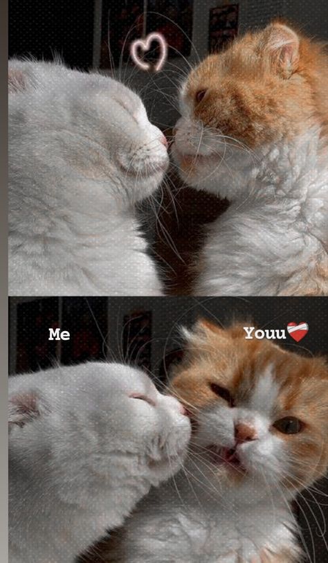 Cat Couple Aesthetic, Cats Love Couple, Cool Tomboy, Snap Cat, Best Friend Hug, Jerry Wallpapers, Tom And Jerry Wallpapers, Pallas's Cat, Iphone Wallpaper Cat