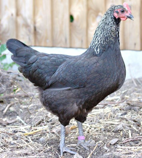 Norfolk Grey Modern Farming, Moon Beach, Norfolk England, Egg Production, Chicken Breeds, Pet Chickens, Silver Lace, Coloring Eggs, Black Feathers