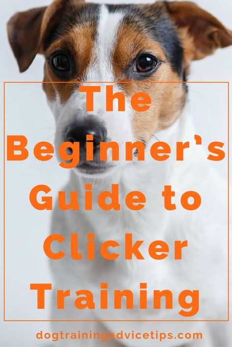 Dog Clicker Training, Positive Dog Training, Easiest Dogs To Train, Basic Dog Training, House Training Dogs, Dog Training Advice, Dog Brain, Puppy Training Tips, Dog Training Videos