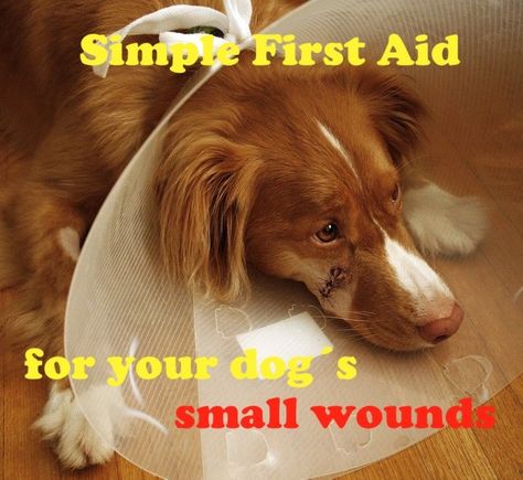 Simple First Aid to Treat Your Dog's Cuts and Small Wounds at Home. Easy to follow and effective instructions on how to use first aid to treat small cuts and wounds on your dog. This is what to do when no vet is available. Antibiotics For Dogs, Dog Wound Care, Homemade Antibiotic, First Aid For Dogs, Dog Wound, Dog Leg, Hard Breathing, Dog Cuts, Diy Sprays