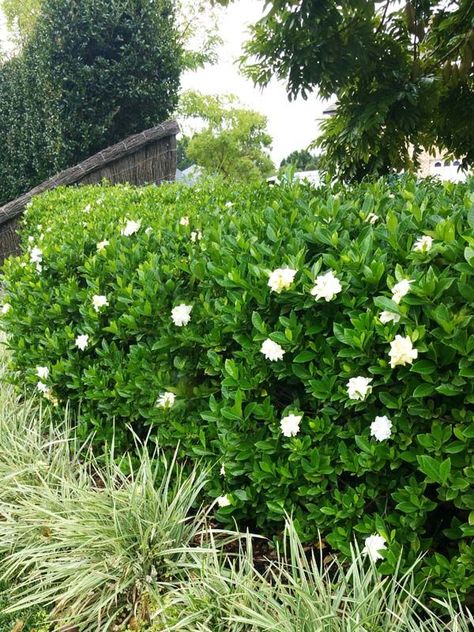 Color Schemes Pink, August Beauty Gardenia, Gardenia Jasminoides, Tropical Gardens, Garden Shrubs, Lush Garden, Colorful Garden, Tropical Garden, Front Garden