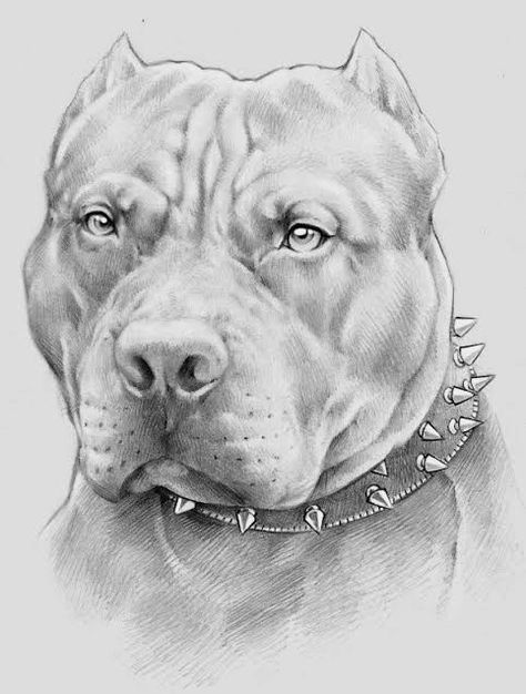 Staffy Tattoos, English Pitbull, Pit Bull Drawing, Pitbull Drawing, Tattoo Art Drawings, Pitbull, Pencil Drawings, Art Tattoo, Art Drawings