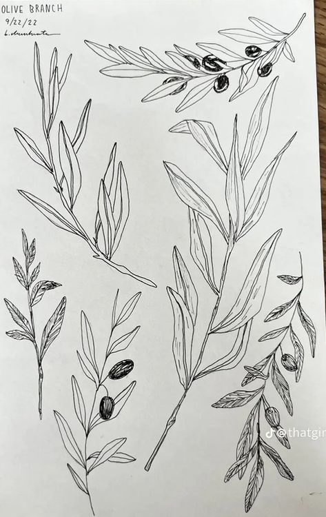 Olive Beach Tattoo, Olive Branch Botanical Illustration, Olive Plant Tattoo, Olive Branch Wrap Tattoo, Olive Branch Spine Tattoo, Olive Wreath Tattoo, Olive Leaf Tattoo Design, Olive Vine Tattoo, Fine Line Olive Branch Tattoo