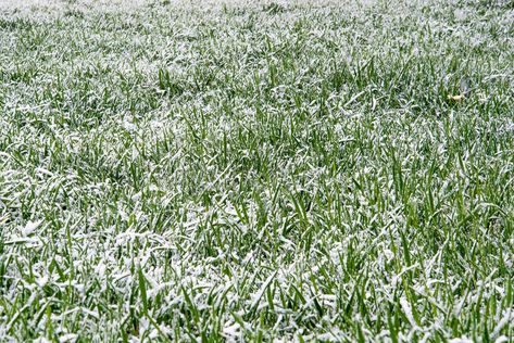 Winter snow grass. Frozen grass covered in frost and snow during the winter - na , #ad, #grass, #Frozen, #Winter, #snow, #covered #ad Arch Diagram, Winter Grass, Magic Ideas, Donquixote Family, Snow Texture, Ski Party, Structured Water, Everyday Magic, Illustration Story