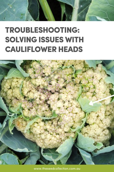 A cauliflower head with leaves growing through the curds Growing Cauliflower, Lettuce Grow, Cauliflower Plant, Cabbage Worms, Seed Collection, Head Of Cauliflower, Garden Food, Home Vegetable Garden, Garden Stuff