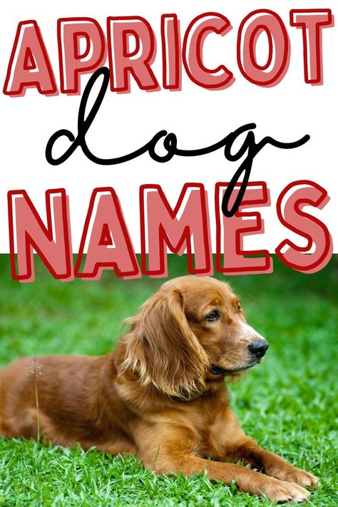 Looking for names for red dogs? These apricot dog names could be perfect for your new puppy! This list is full of unique dog names that are perfect for your puppy with a red coat. Red Dog Names, Husky Names Male, Husky Puppy Names, Red Husky Puppies, Rare Dog Names, Brown Dog Names, Girl Dog Names Unique, Unique Dog Names, Goldendoodle Names