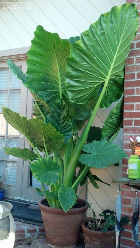 Tall Indoor Plants, Tropical Garden Design, Tropical Backyard, Plant Decor Indoor, Elephant Ears, Outdoor Flowers, Plant Aesthetic, House Plants Decor, House Plants Indoor