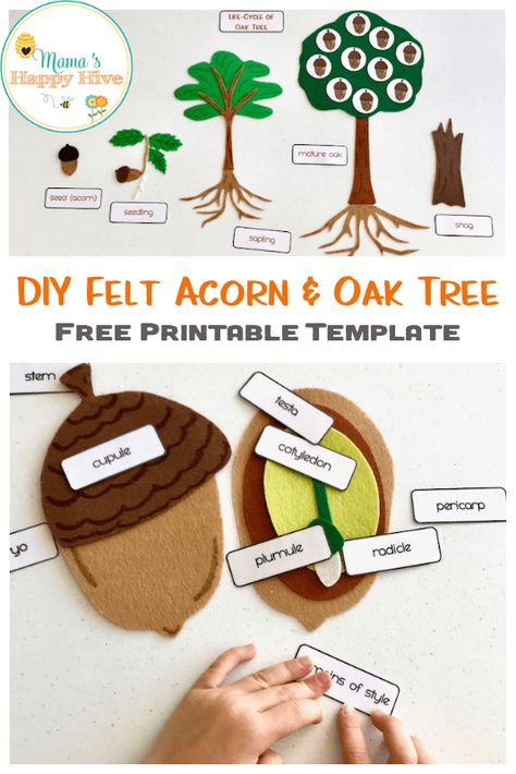 A lovely DIY felt acorn parts and oak tree life-cycle, is an easy hands-on activity to help a child learn about the parts of an acorn and its life-cycle. Also, included is a free acorn and oak tree printable template. Apple Tree Printable, Oak Tree Art, Felt Acorn, Tree Life Cycle, Montessori Science, Homeschool Nature Study, Tree Printable, Felted Acorns, Tree Study