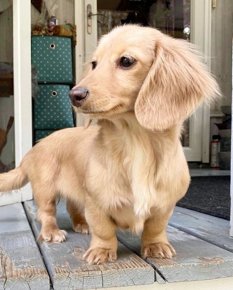 Long Haired Dauchsands, Long Hair Duchound, Dashund Puppy Long Hair, Blonde Long Haired Dachshund, Golden Retriever Dachshund, Golden Dachshund, Blonde Dachshund, Long Hair Dachshund, White Dachshund