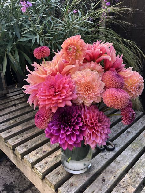 Purple Flame, American Dawn, Burlesca, Labyrinth, Linda’s Baby. Delilah Flower, Sarah Raven, Purple Flame, Growing Dahlias, Flower Farming, Wedding Reception Flowers, Boquette Flowers, Cut Flower Garden, Flower Therapy