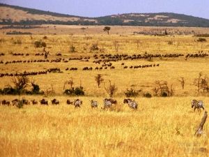 A Philosophical Journey – Discovering the Mystery of Creation in the Mind – a memoir; #9: The Narrative Savana Diorama, Savannah Biome, Black Wallpaper Flower, Lion Habitat, Savanna Biome, Grassland Biome, Herbivorous Animals, Free Wallpaper Desktop, Animals Wallpapers