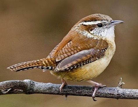 Carolina Wren, State Birds, Kinds Of Birds, Bird Watcher, Airbrush Art, Nature Birds, Backyard Birds, White Bird, Exotic Birds